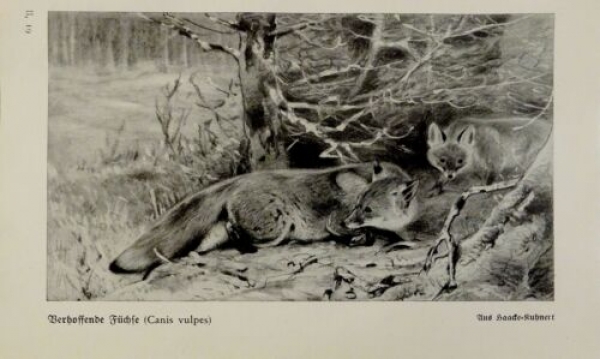 1926 - Füchse / Polar- oder Eisfuchs - alter Druck